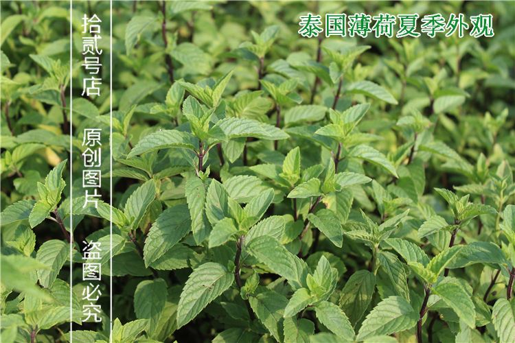 如何使用新鲜香草提升烧烤味道